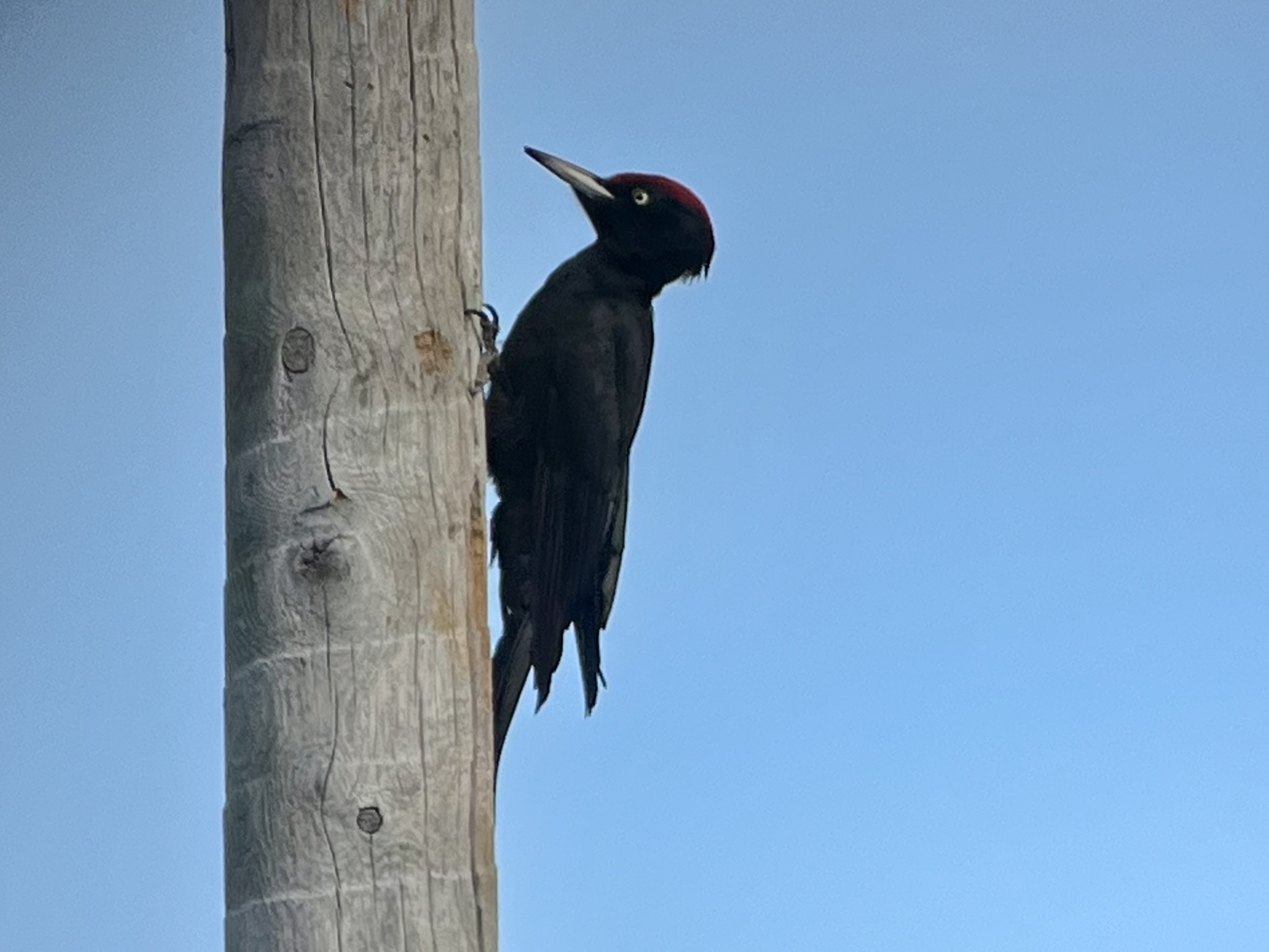 Black Woodspecker