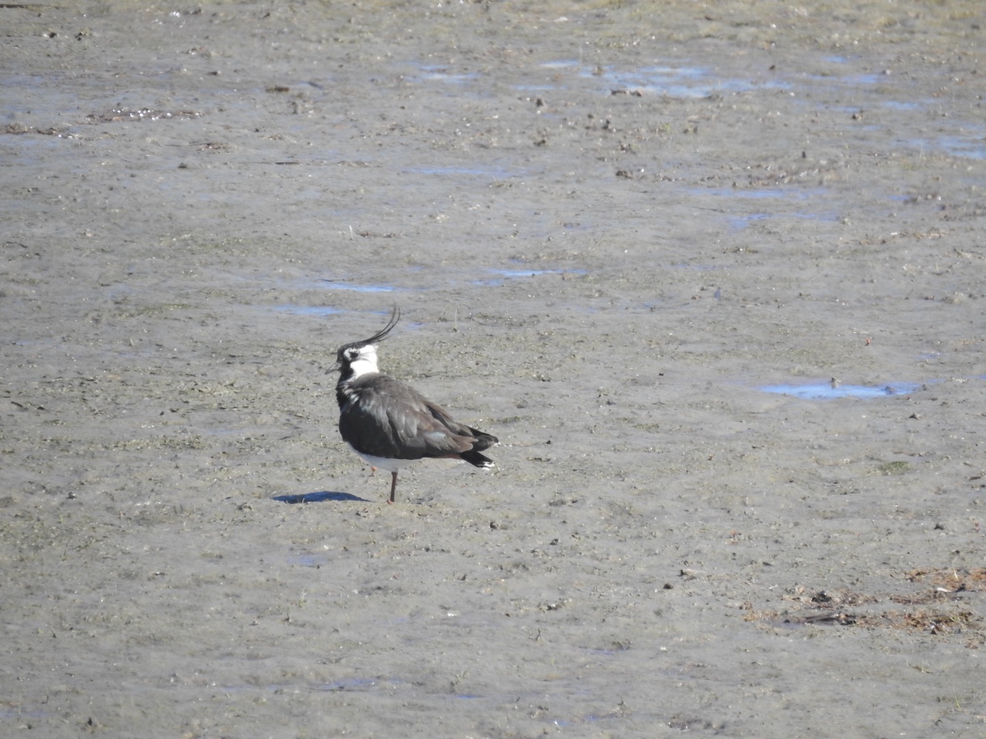 Northern Lapwing