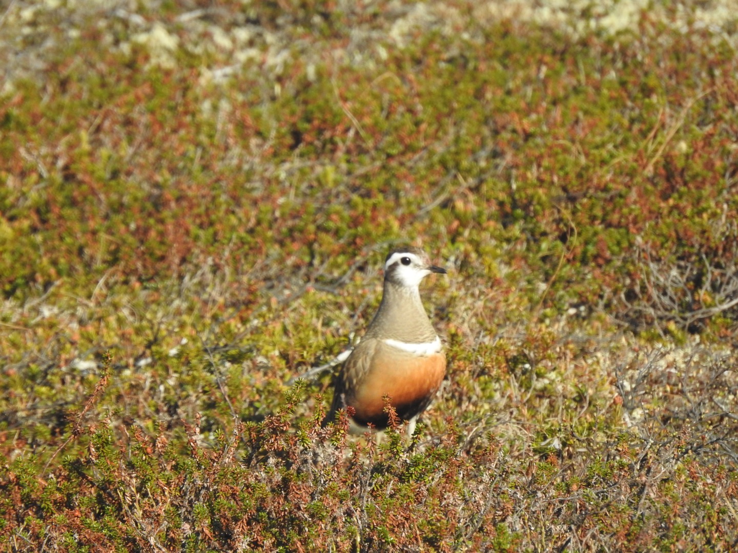 Northern Dotteral