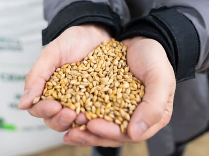 Нацпроект помог аграриям Кузбасса увеличить производство семян пшеницы, гороха и ячменя