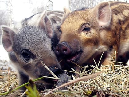 В экоцентре «Кузнецкий Алатау» произошло пополнение в семействе кабанов.