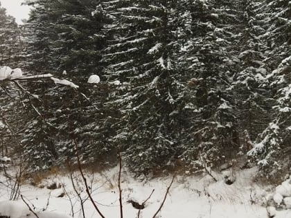 Прогноз погоды на территории Кузбасса на 08 января 2025 года