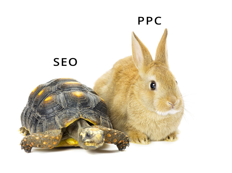a tortoise and a hare