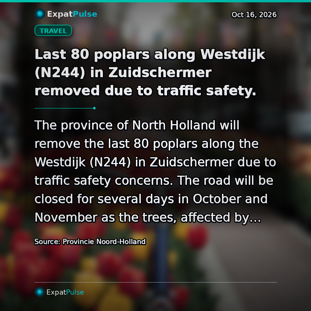 Last 80 poplars along Westdijk (N244) in Zuidschermer removed due to traffic safety.