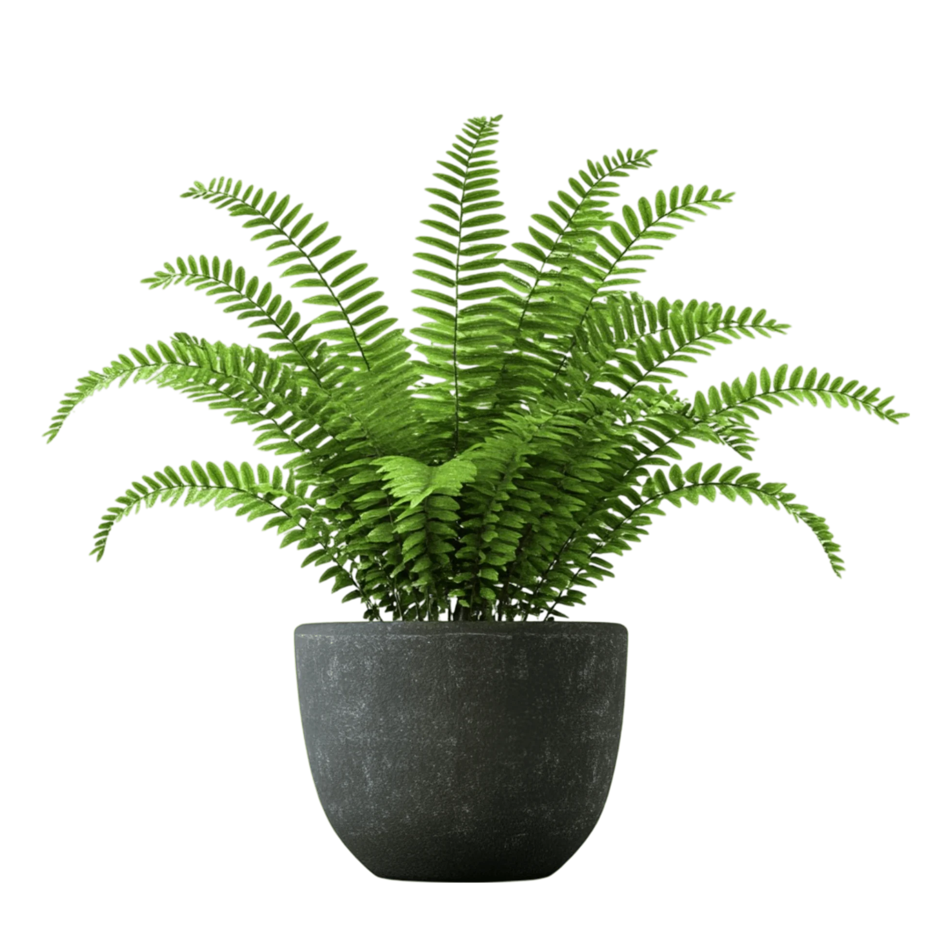 popular plant 01