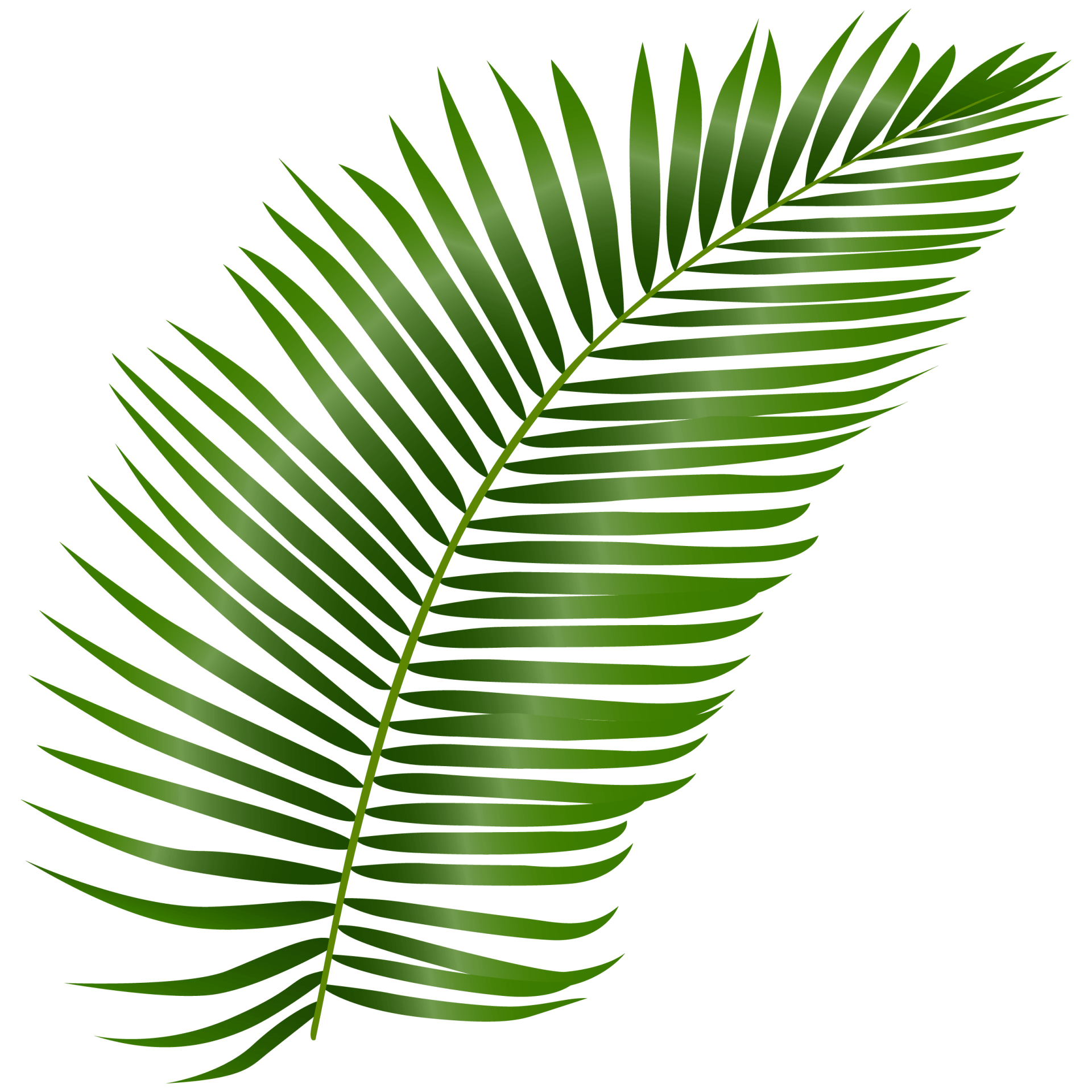 leaf image