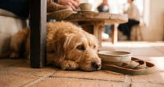Patili Dostlarımız İçin (Pet-Friendly)