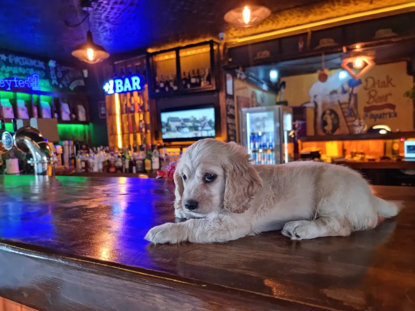 Patrick Irish Pub - Kapak Fotoğrafı