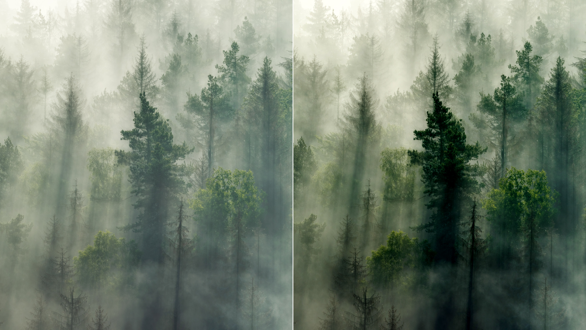 Defog