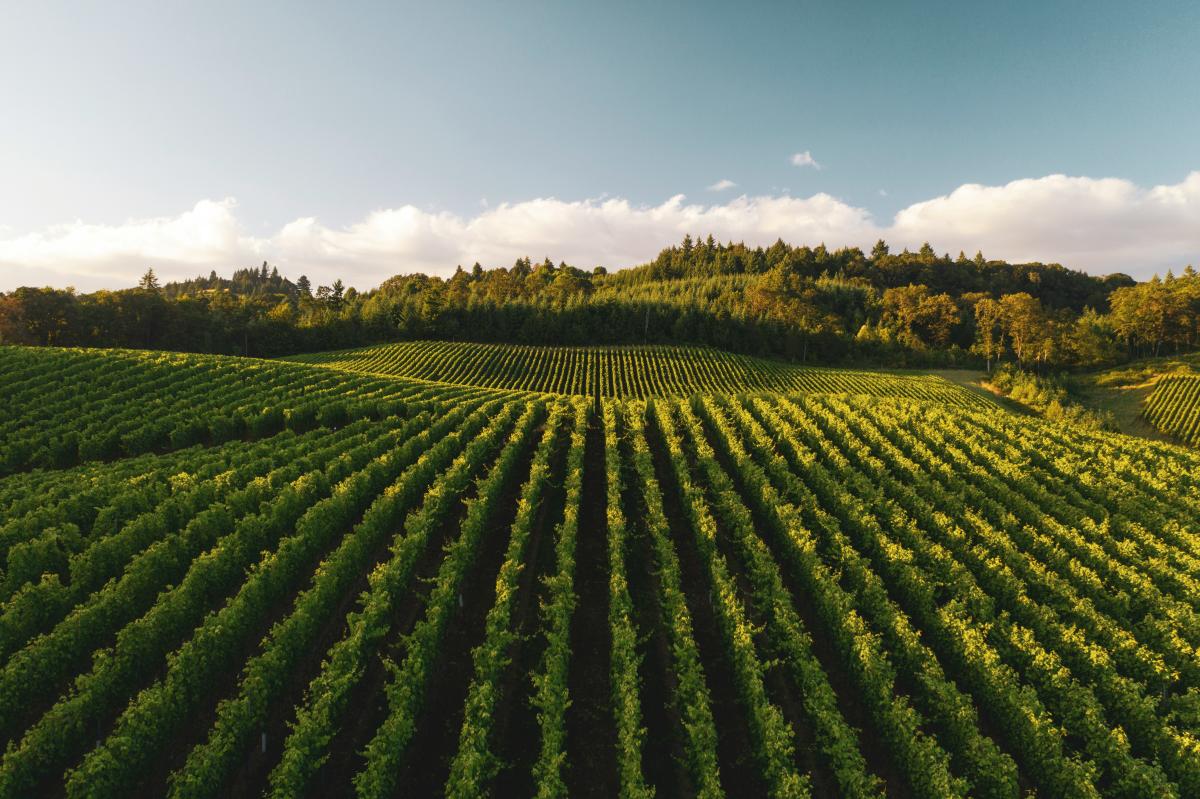 Designing the Perfect Winery Itinerary