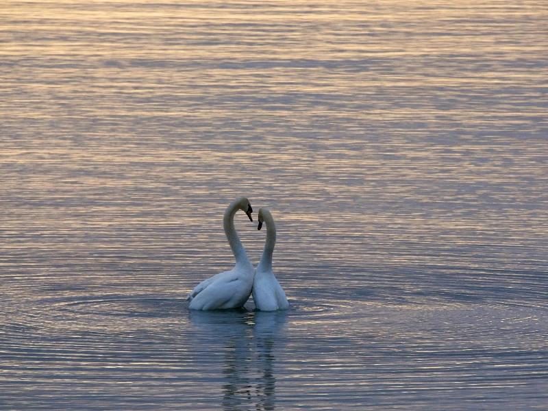 Romantic Activities For Valentine's Day