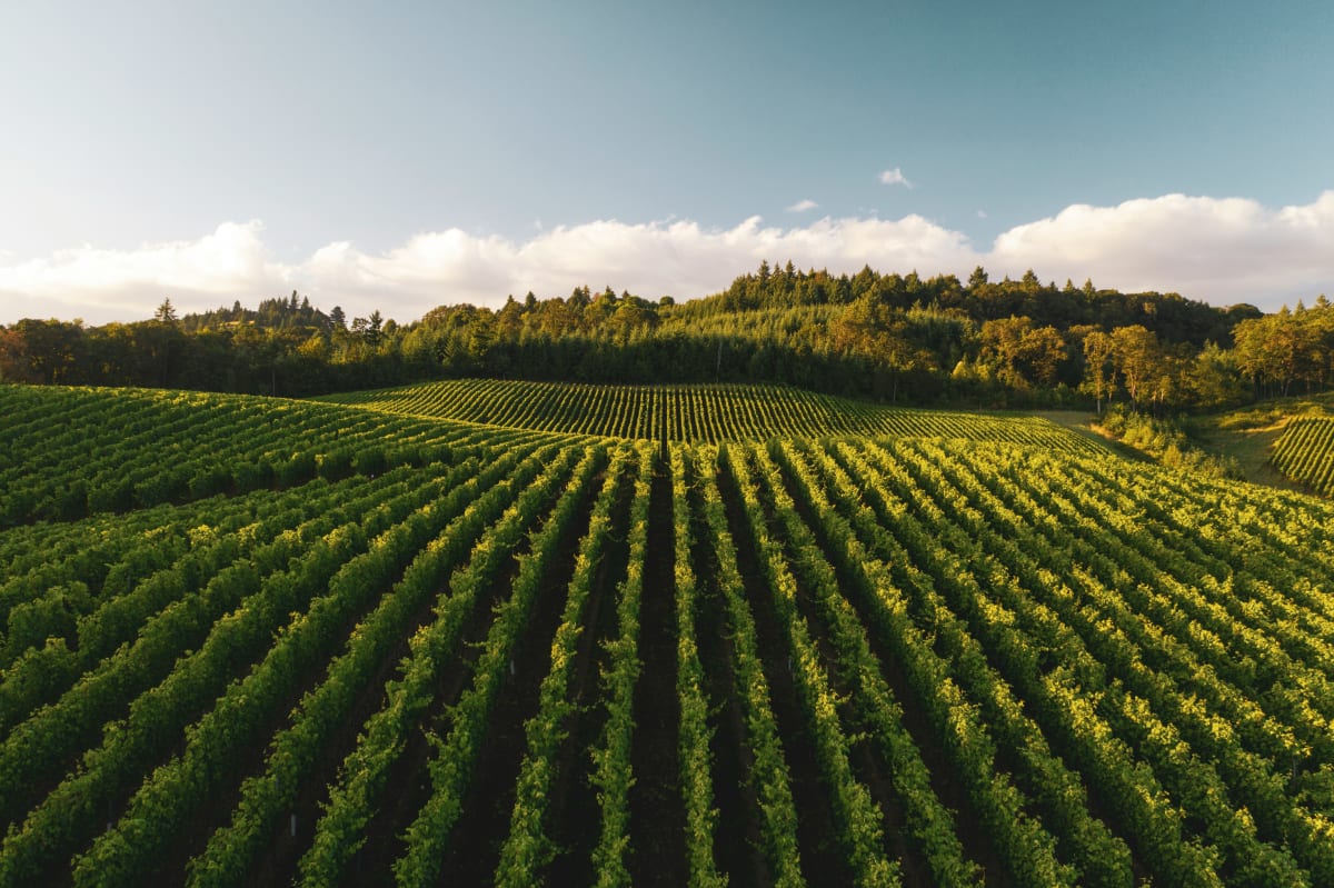 Designing the Perfect Winery Itinerary