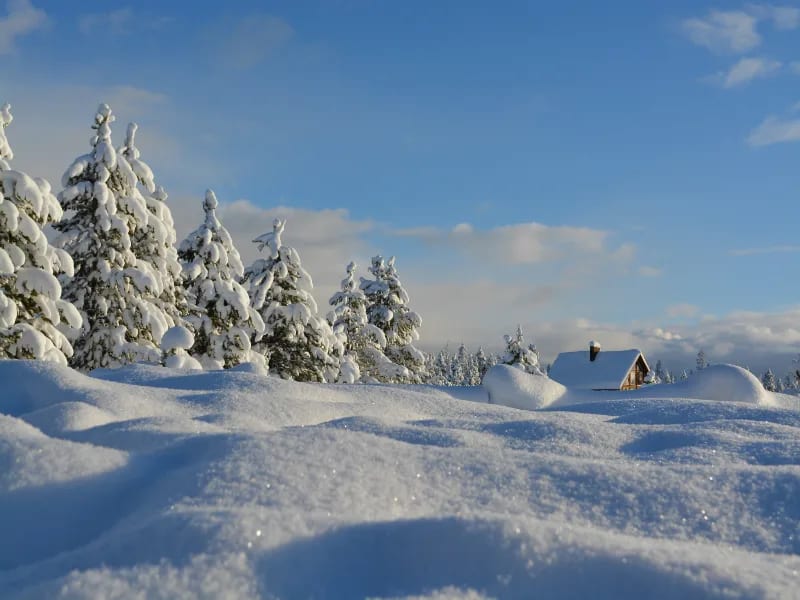 Snowfall Walks Together