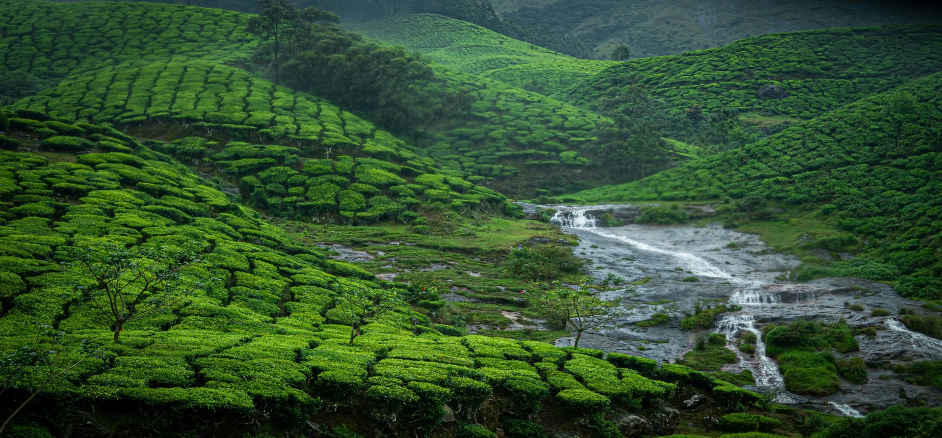 Ooty Nilgiri Mountains with sprawling tea gardens, morning mist, and a serene lake