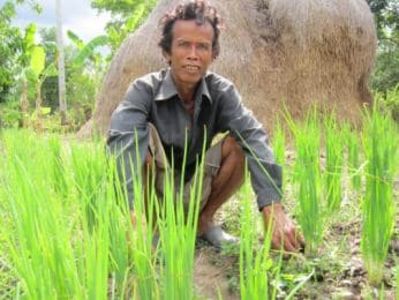 Pov sok farming update