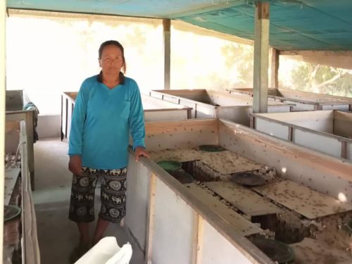 Suai appreciates Lendwithcare and all their lenders for their support in funding her cricket farm