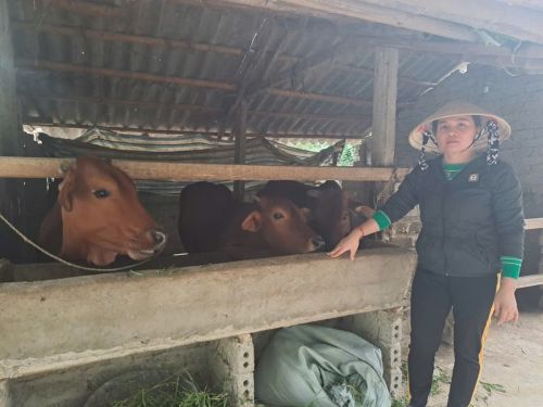 Quyen now runs her cattle farm efficiently, breeding calves and selling surplus manure to farmers