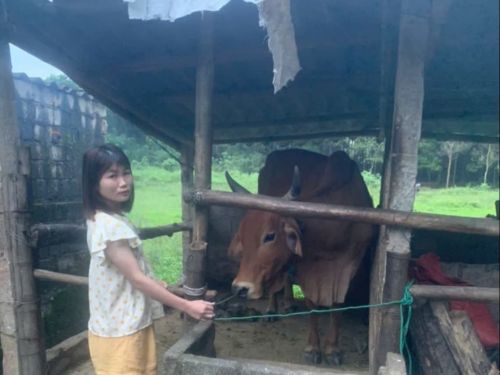 Thanks to the loan funds, Hue's three female calves are now ready to sell