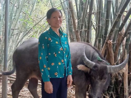 Hoa built a successful buffalo business and fully repaid her loan.