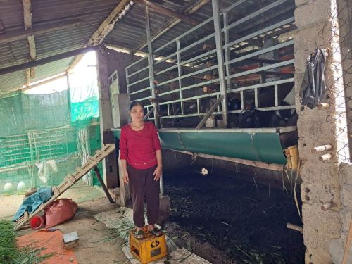The expansion of Thuy's goat raising business has led to an improvement in her finances