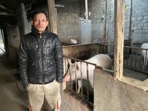 Anh's success will be used to reinvest in a new herd and enhance his family's living standards