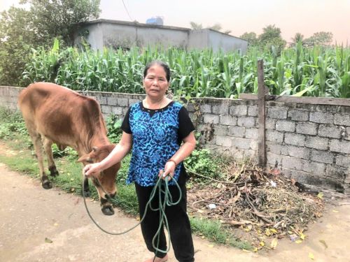 Kieu has been able to increase the livestock on her farm by buying four more female calves