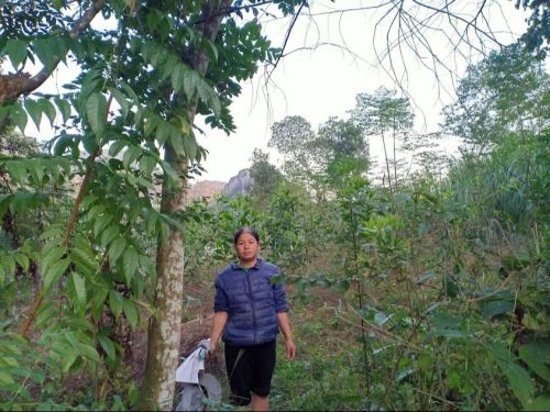 Hang’s acacia forest is thriving and she has significantly enhanced her family’s livelihood