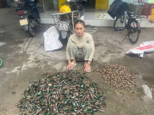 Lieu's aquaculture business has flourished, significantly improving her family's income
