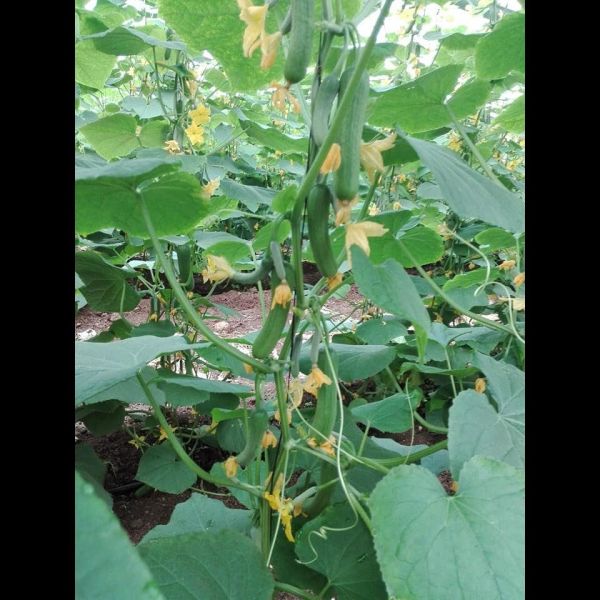 Loan image thumbnail 1