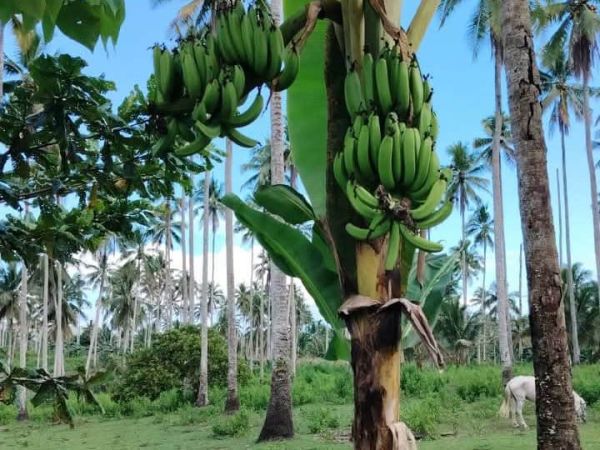 Loan image thumbnail 1