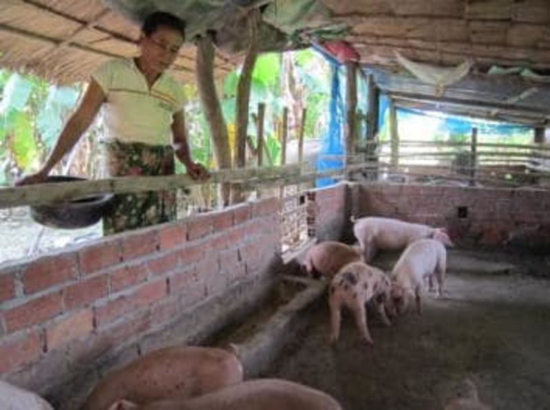 Pig rearing business proving to be profitable