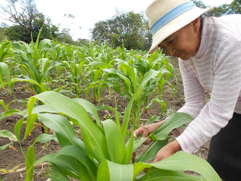 Update on Ceferino Chamba's business in Ecuador