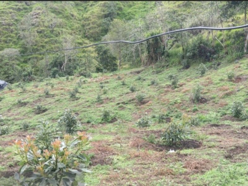 Carlos José is a farmer, bringing food to the city.