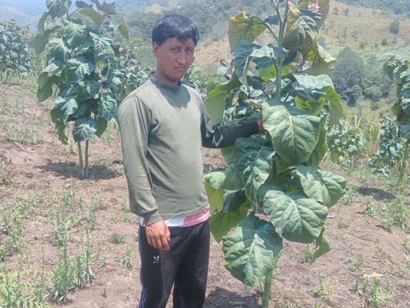 Thanks to his loan, Luis had a successful tamarillo harvest and hired more labourers.