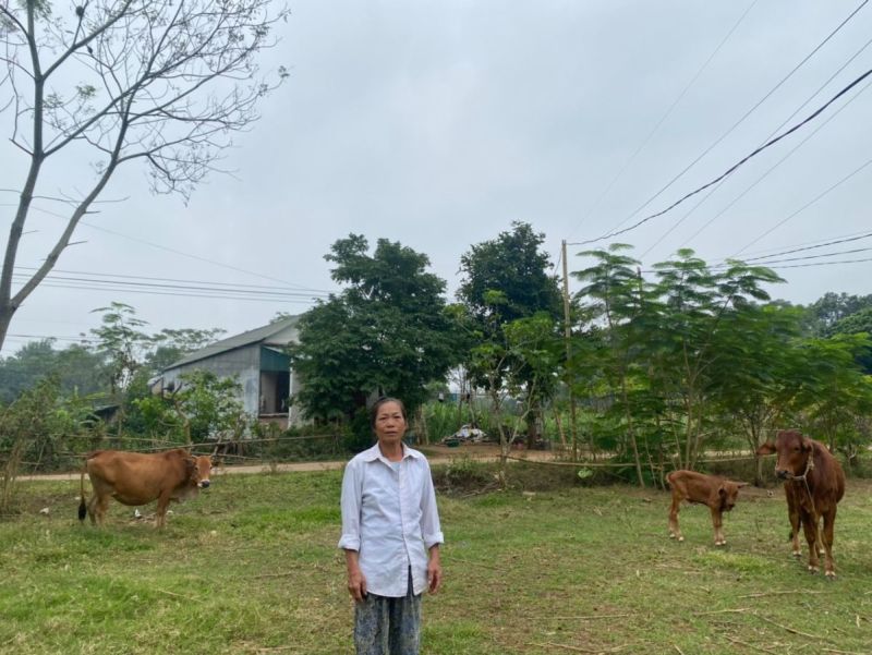 Cong prudently used her loan to achieve significant income improvement from her cattle herd