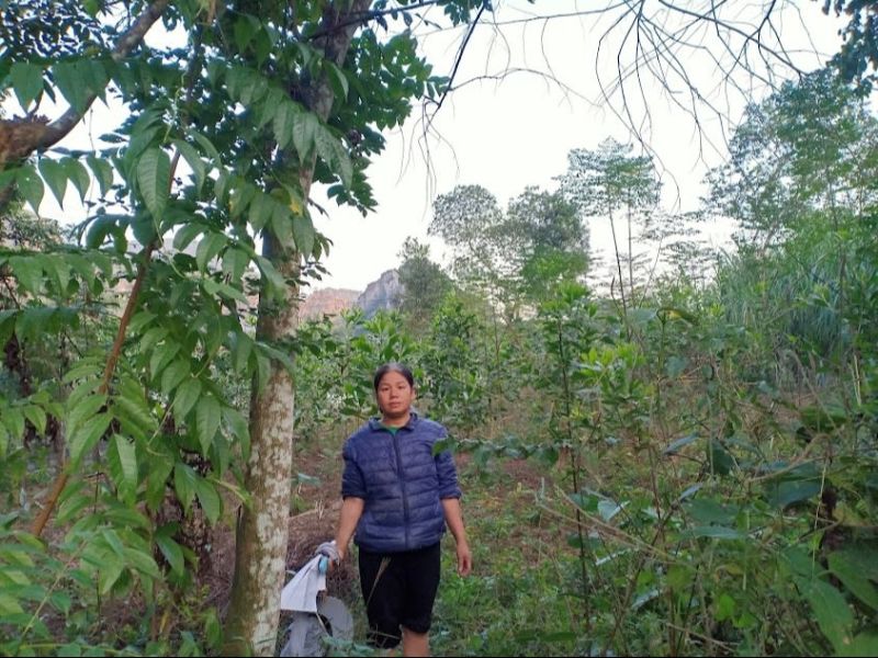 Hang’s acacia forest is thriving and she has significantly enhanced her family’s livelihood