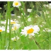 The Norfolk Collective