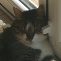 In memory of BeauBeau