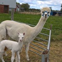 Eastside Home Christian Fellowship