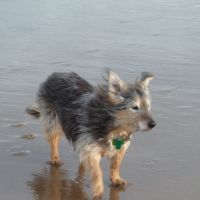 Isobel