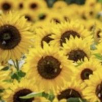 Soroptimist International of Southern England