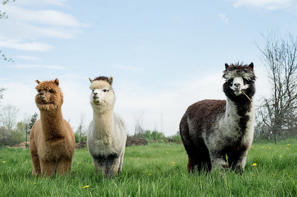 The SHED at Chetwyn Farms Visit the County