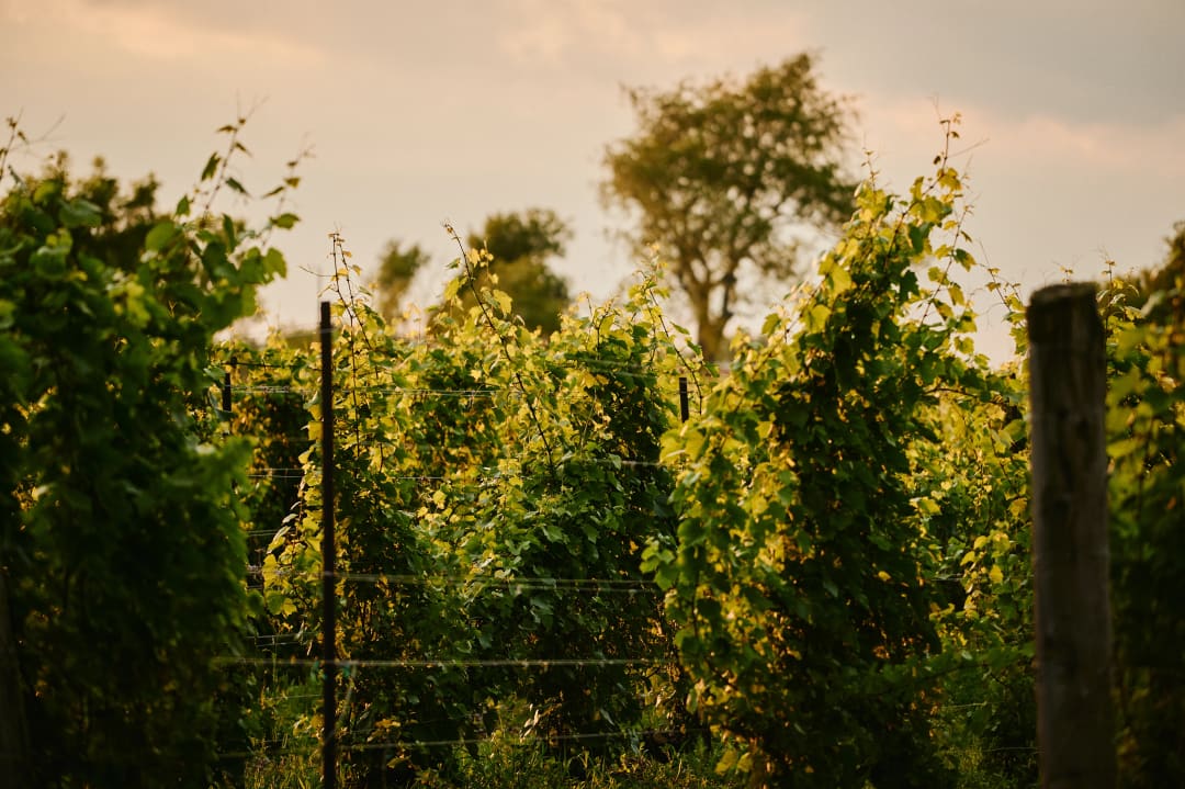 Save the Date: Taste! Community Grown 