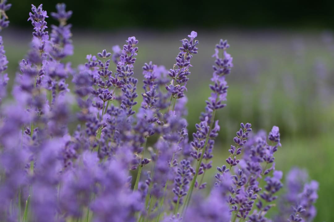 Prince Edward County Lavender Festival 2025