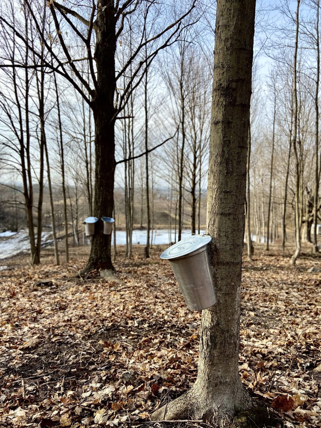 March Maple Madness in the County - PANCAKE BREAKFAST