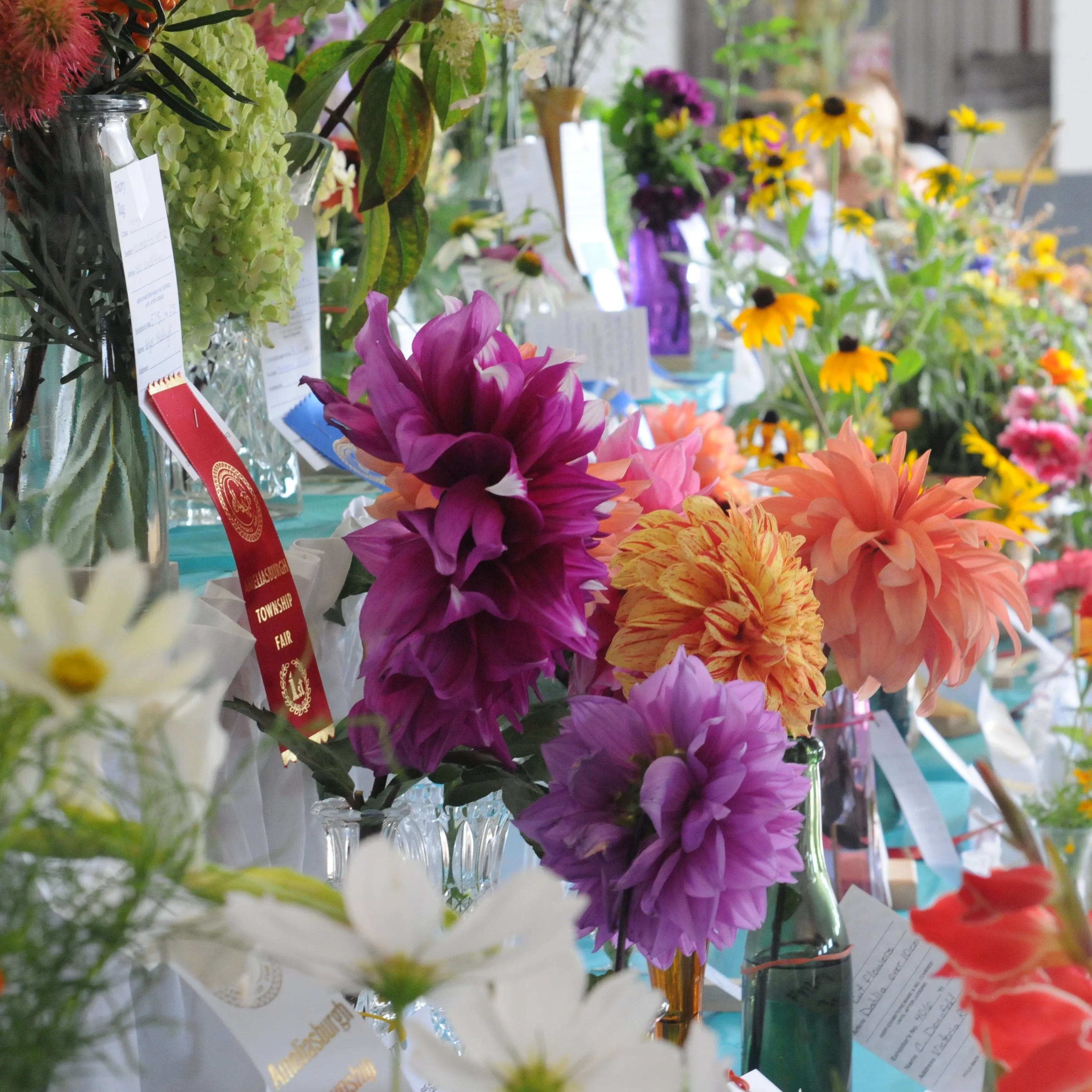 Side view of cut flowers in vases, including dahlias, arranged in rows on display stands. Several have red 1st place ribbons.