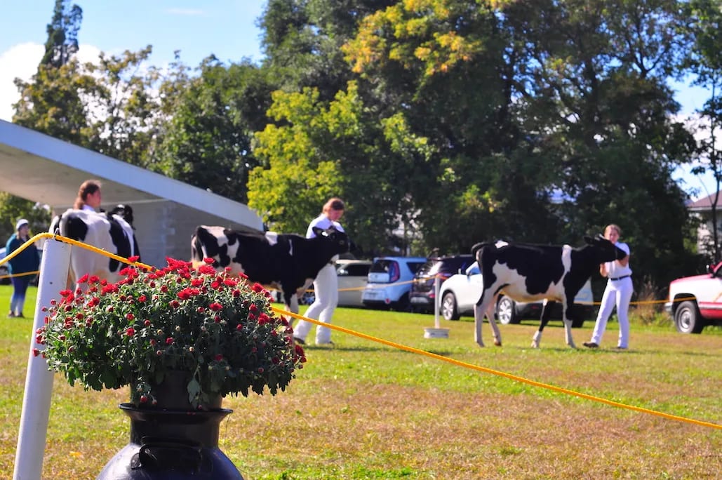 Young people dressed in white outfits parade black and white cows around a grassy space. In the foreground in a black milk urn containing red chrysanthemums.