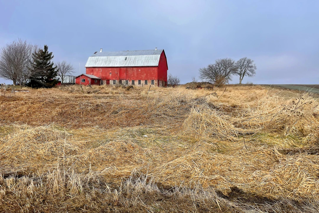 "Tousled & True" (Prince Edward County, 2024, photograph, 20x30 in) © Tara Wilkinson, ANDARA Gallery, Barnscapes Exhibition - August 29th to December 31st, 2024
