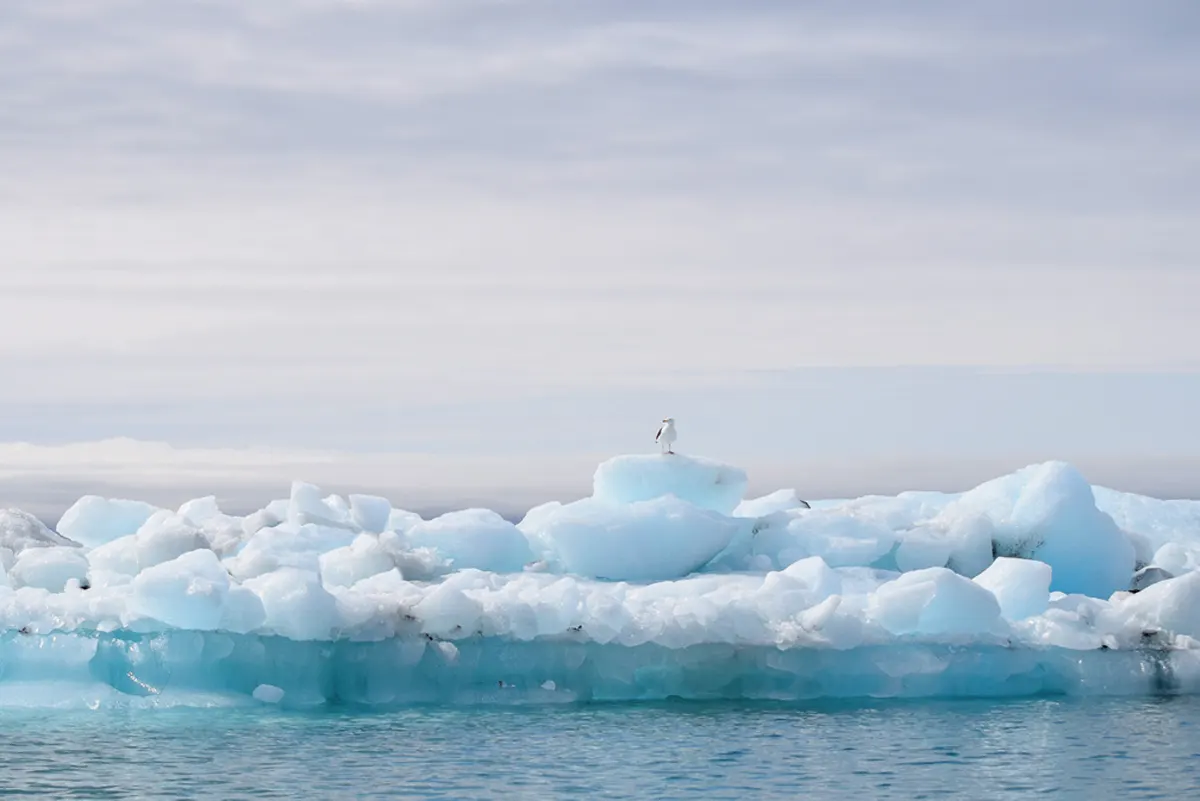 voICE Exhibition - photographs of Iceland by Tara Wilkinson at ANDARA Gallery in Prince Edward County - Photo Credit "SNOWBIRD" © Tara Wilkinson