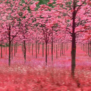 ANDARA Gallery's 5th Annual ODE TO JOY Holiday Art Show and Sale. Open daily thru December 23, 2024 - 11 AM to 5 PM. Photo Credit: "Cherry Blossom Dreams" (Carcassone, France (2016) © Tara Wilkinson
